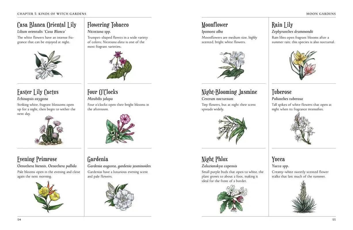 Green Witch's Garden - Witchy wonder